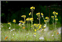 Canadian Hawkweed